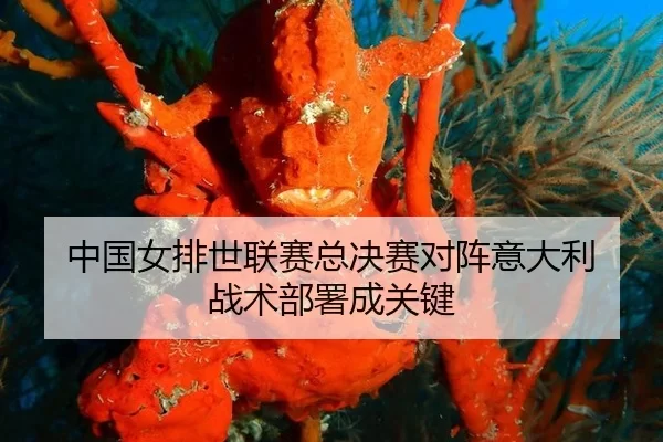 中国女排世联赛总决赛对阵意大利 战术部署成关键